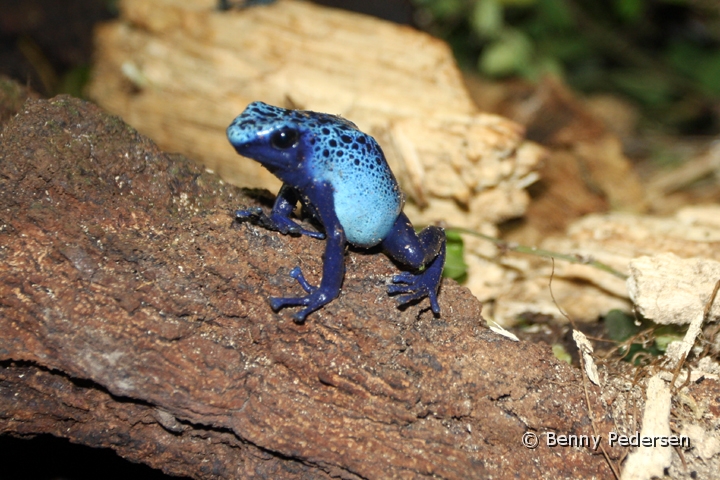 bla giftfro IMG_6729.jpg - Blå giftfrø (Dendrobates azureus)